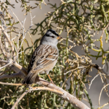 White-crowned Sparrow-01