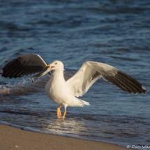 Yellow-footed Gull with Stingray-01