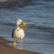 Yellow-footed Gull with Stingray-04