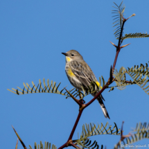 Yellow-rumped Warbler-01
