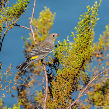 Yellow-rumped Warbler-02