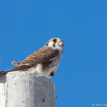 American Kestrel-05