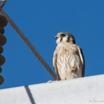 American Kestrel-06