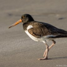 American Oystercatcher-02