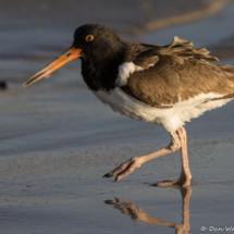 American Oystercatcher-03