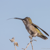 Anna's Hummingbird-Female-04