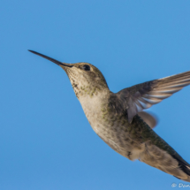 Anna's Hummingbird-Female-09