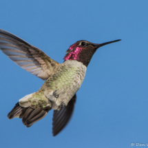 Anna's Hummingbird-Male-04