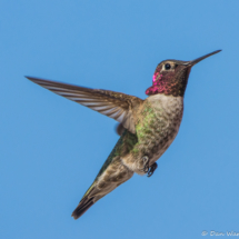 Anna's Hummingbird-Male-08