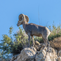 Bighorn Sheep-01 (2)