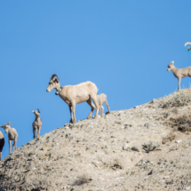 Bighorn Sheep-01