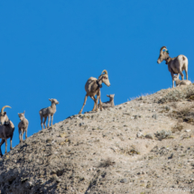 Bighorn Sheep-02