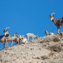 Bighorn Sheep-03