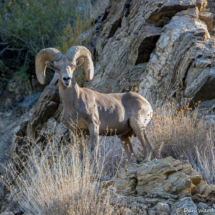 Bighorn Sheep-04 (2)