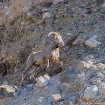 Bighorn Sheep-04