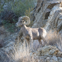 Bighorn Sheep-05 (2)