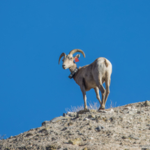 Bighorn Sheep-05