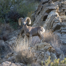 Bighorn Sheep-06 (2)