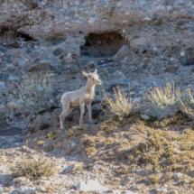 Bighorn Sheep-06