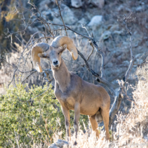 Bighorn Sheep-08 (2)