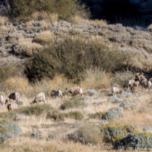 Bighorn Sheep-08