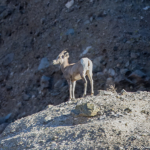 Bighorn Sheep-09