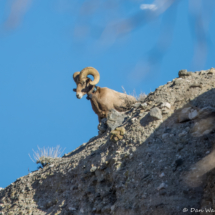 Bighorn Sheep-10