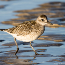 Black-bellied Plover-04