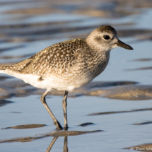 Black-bellied Plover-16