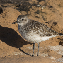 Black-bellied Plover-24