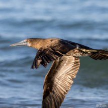 Brown Booby-12