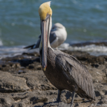 Brown Pelican-08