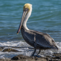 Brown Pelican-14