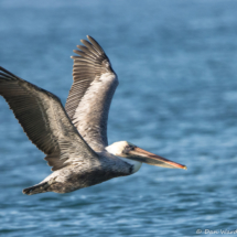 Brown Pelican in Flight-10