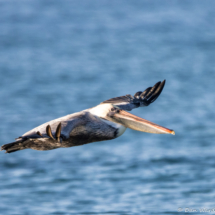 Brown Pelican in Flight-11