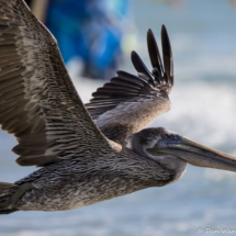 Brown Pelican in Flight-13