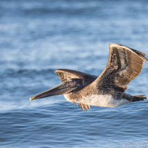 Brown Pelican in Flight-19