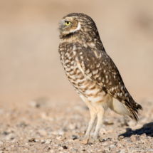 Burrowing Owl-14