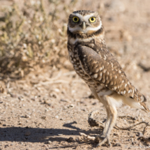 Burrowing Owl-17