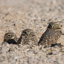 Burrowing Owls-07