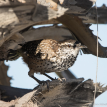 Cactus Wren-04