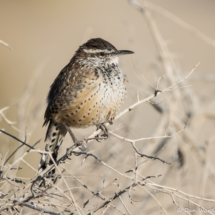 Cactus Wren-13