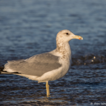 California Gull-11