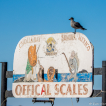 Cholla Bay Scales-Heerrmann's Gull-01