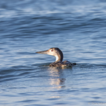 Common Loon-05