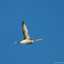 Common Loon in Flight-01