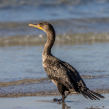 Double-crested Cormorant-03