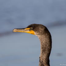 Double-crested Cormorant-05
