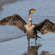 Double-crested Cormorant-07