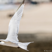 Elegant Tern-07